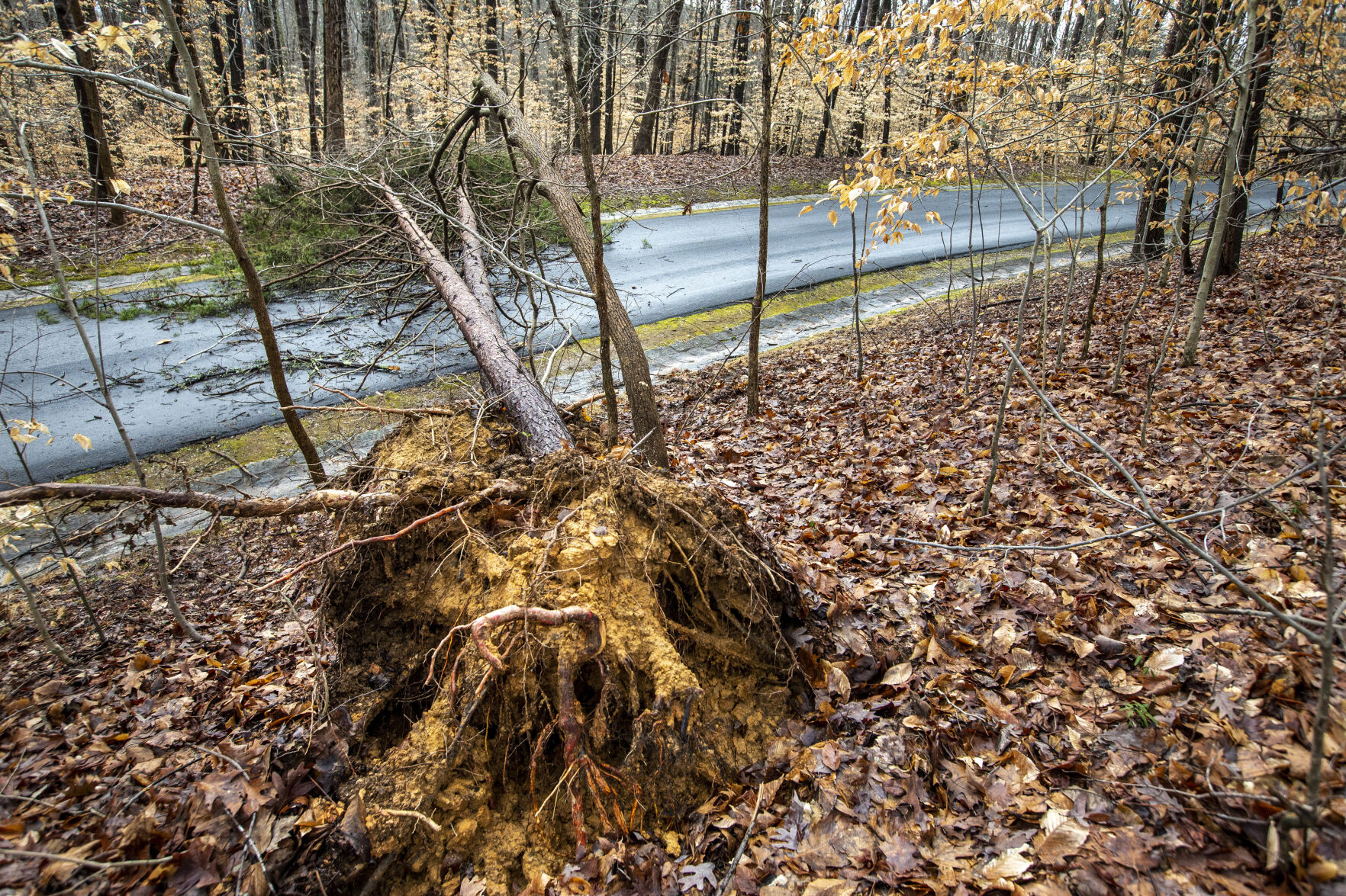 Battleground Trees